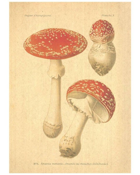 Flax Art Poster | Encyclopedia Mushroom B | FWP-AP-EN5B